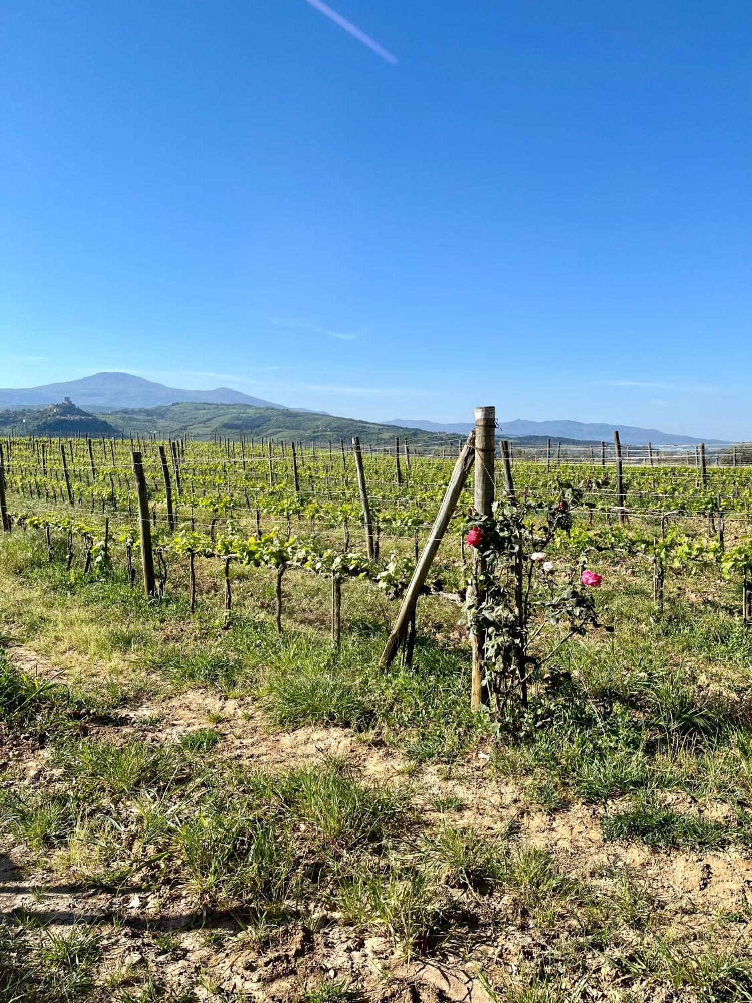 Agriturismo Le Querciole In Val D'Orcia Bagno Vignoni Exteriér fotografie