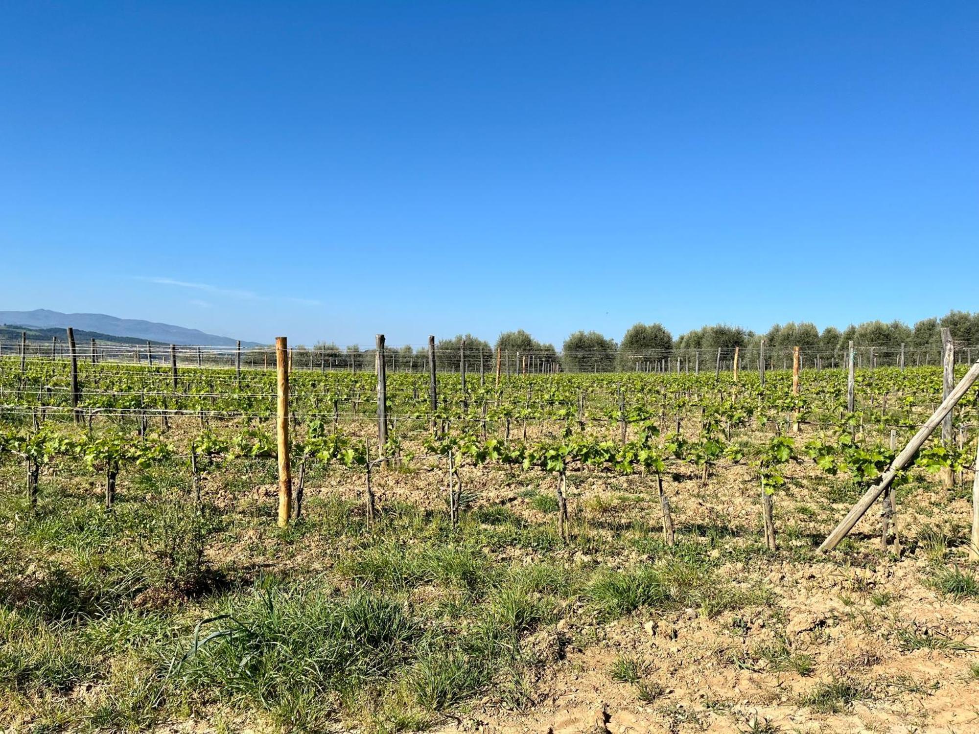 Agriturismo Le Querciole In Val D'Orcia Bagno Vignoni Exteriér fotografie