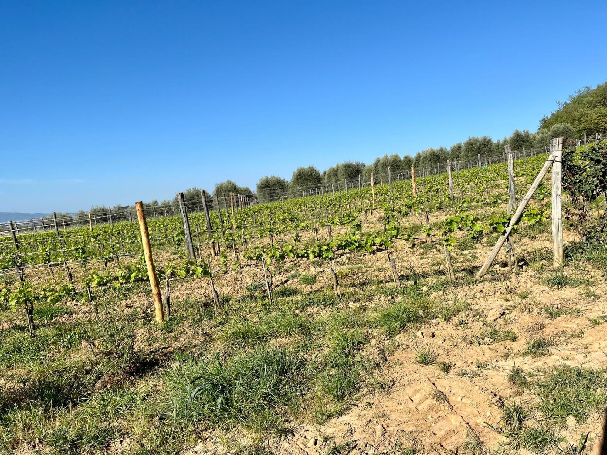 Agriturismo Le Querciole In Val D'Orcia Bagno Vignoni Exteriér fotografie